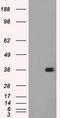 Fc Fragment Of IgG Receptor IIa antibody, TA500653S, Origene, Western Blot image 