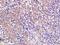 Ferredoxin 1 antibody, orb155602, Biorbyt, Immunohistochemistry paraffin image 