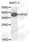 G Protein Pathway Suppressor 2 antibody, A3901, ABclonal Technology, Western Blot image 