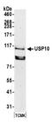 Ubiquitin Specific Peptidase 10 antibody, A300-900A, Bethyl Labs, Western Blot image 
