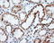 Pleckstrin antibody, LS-C114974, Lifespan Biosciences, Immunohistochemistry paraffin image 