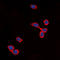 Cadherin 24 antibody, LS-C368573, Lifespan Biosciences, Immunofluorescence image 