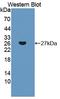F-Box Protein 32 antibody, LS-C373368, Lifespan Biosciences, Western Blot image 