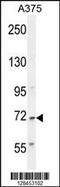 C2 Calcium Dependent Domain Containing 6 antibody, 55-412, ProSci, Western Blot image 