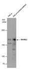Mastermind-like protein 2 antibody, PA5-78602, Invitrogen Antibodies, Western Blot image 