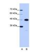 Obg Like ATPase 1 antibody, NBP1-57545, Novus Biologicals, Western Blot image 