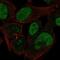 Cdk5 And Abl Enzyme Substrate 1 antibody, NBP2-68962, Novus Biologicals, Immunofluorescence image 