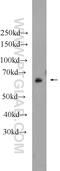Nuclear Receptor Subfamily 5 Group A Member 2 antibody, 22460-1-AP, Proteintech Group, Western Blot image 