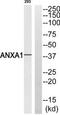 Anx1 antibody, TA313314, Origene, Western Blot image 
