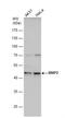 BCL2 Interacting Protein 2 antibody, NBP2-15602, Novus Biologicals, Western Blot image 
