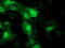 Striatin Interacting Protein 1 antibody, TA502310, Origene, Immunofluorescence image 