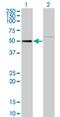 Zinc Finger Protein 92 antibody, MA5-24530, Invitrogen Antibodies, Western Blot image 