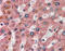 Apolipoprotein C1 antibody, MBS420037, MyBioSource, Immunohistochemistry frozen image 