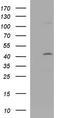 Cytohesin 2 antibody, TA590845, Origene, Western Blot image 