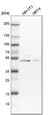 26S protease regulatory subunit 6A antibody, HPA006065, Atlas Antibodies, Western Blot image 