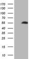 NIN1 (RPN12) Binding Protein 1 Homolog antibody, TA808793, Origene, Western Blot image 