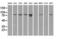 Signal Transducer And Activator Of Transcription 1 antibody, LS-C114618, Lifespan Biosciences, Western Blot image 