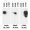 MAF BZIP Transcription Factor A antibody, A300-611A, Bethyl Labs, Western Blot image 