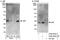 Serine And Arginine Rich Splicing Factor 1 antibody, A302-053A, Bethyl Labs, Immunoprecipitation image 
