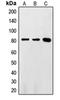 FAST Kinase Domains 2 antibody, orb215060, Biorbyt, Western Blot image 