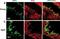 LIMP II antibody, NB400-129, Novus Biologicals, Immunohistochemistry paraffin image 