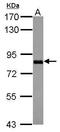 Coiled-Coil Domain Containing 14 antibody, GTX120754, GeneTex, Western Blot image 