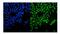 Valosin Containing Protein antibody, PA2137, Boster Biological Technology, Immunofluorescence image 