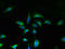 Unc-50 Inner Nuclear Membrane RNA Binding Protein antibody, LS-C377654, Lifespan Biosciences, Immunofluorescence image 
