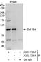 Zinc Finger Protein 184 antibody, A303-739A, Bethyl Labs, Immunoprecipitation image 