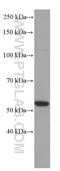 Peroxisome proliferator-activated receptor alpha antibody, 66826-1-Ig, Proteintech Group, Western Blot image 