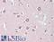 Autotaxin antibody, LS-B10581, Lifespan Biosciences, Immunohistochemistry paraffin image 