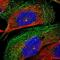 Ciliary Rootlet Coiled-Coil, Rootletin antibody, PA5-54346, Invitrogen Antibodies, Immunofluorescence image 