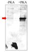 Phosphodiesterase 4A antibody, GTX60930, GeneTex, Western Blot image 