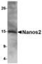 Nanos C2HC-Type Zinc Finger 2 antibody, LS-C53317, Lifespan Biosciences, Western Blot image 