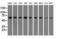 Sorting nexin-9 antibody, LS-C115269, Lifespan Biosciences, Western Blot image 