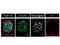 Glycoprotein 2 antibody, NBP1-86061, Novus Biologicals, Immunocytochemistry image 