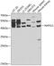 Nucleosome Assembly Protein 1 Like 1 antibody, 18-804, ProSci, Western Blot image 