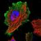 HID1 Domain Containing antibody, NBP1-84075, Novus Biologicals, Immunofluorescence image 