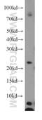 ADP Ribosylation Factor Related Protein 1 antibody, 17712-1-AP, Proteintech Group, Western Blot image 
