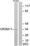 Olfactory Receptor Family 5 Subfamily M Member 11 antibody, TA316233, Origene, Western Blot image 