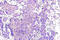 AMPK antibody, AP21012PU-N, Origene, Immunohistochemistry frozen image 