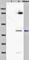 Laminin subunit beta-1 antibody, orb10998, Biorbyt, Western Blot image 