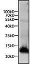 6x-His Epitope Tag antibody, MA1-21315, Invitrogen Antibodies, Western Blot image 