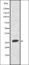 FRAT Regulator Of WNT Signaling Pathway 1 antibody, orb337025, Biorbyt, Western Blot image 