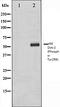Heat shock protein beta-6 antibody, orb105917, Biorbyt, Western Blot image 