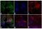 Mouse IgG antibody, A-10680, Invitrogen Antibodies, Immunofluorescence image 