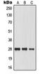 AQP0 antibody, orb214247, Biorbyt, Western Blot image 