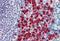 Cell Adhesion Molecule 4 antibody, GTX88883, GeneTex, Immunohistochemistry paraffin image 
