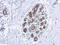 Fatty Acid Amide Hydrolase antibody, GTX124189, GeneTex, Immunohistochemistry paraffin image 
