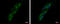 Presequence protease, mitochondrial antibody, GTX121279, GeneTex, Immunofluorescence image 